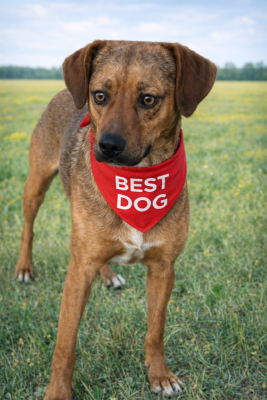 Puggle, Puggle picture 4