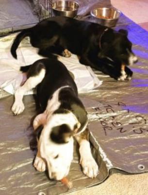 Border collie lab mix pup picture 3