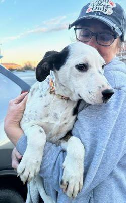 Border collie lab mix pup picture 1