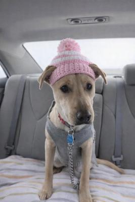 Yellow labs females picture 2