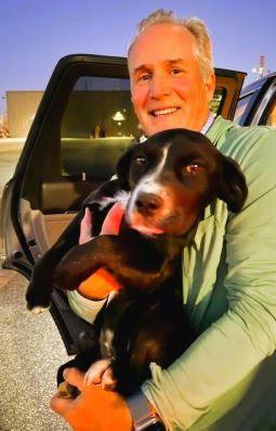 Border Collie,lab mix puppies female picture 3