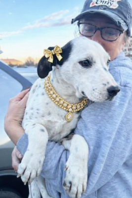 Border Collie,lab mix puppies female picture 4