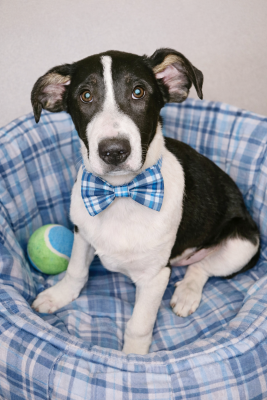 Border Collie male puppy picture 1