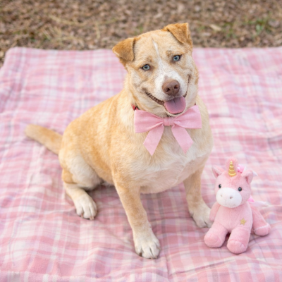 Golden lab mix female picture 1