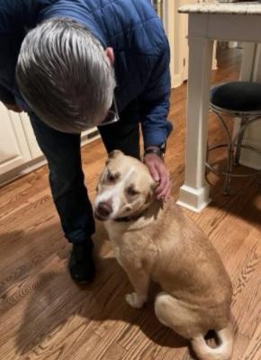 Golden lab mix female picture 4
