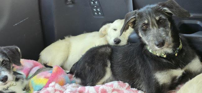 APRICOT- sweet labradoodle picture 2