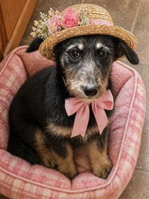 APRICOT- sweet labradoodle picture 1