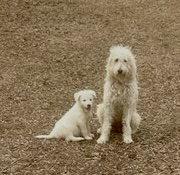 Avacado, golden doodle picture 2