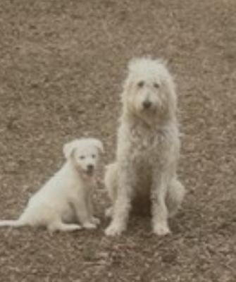 Applesauce, labradoodle picture 2