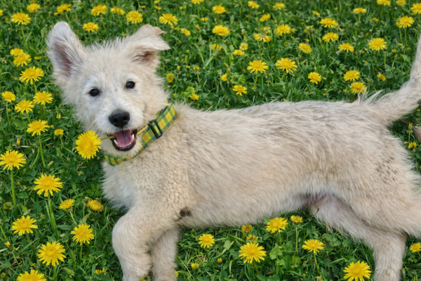 Almond ,sweet Labadoodle puppy picture 3