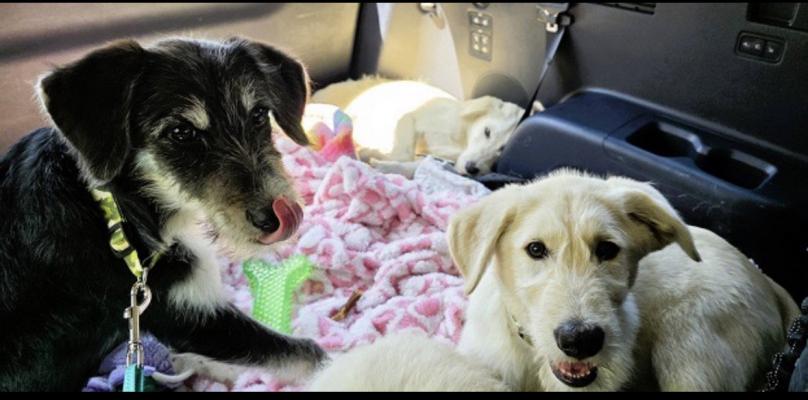 Almond ,sweet Labadoodle puppy picture 2