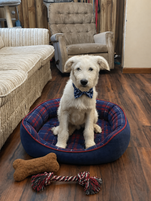 Almond , golden doodle picture 2