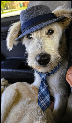 Golden Doodles         , Doodles picture 1