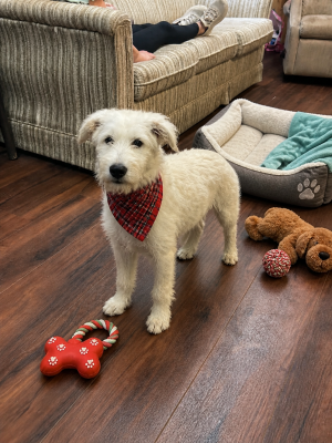 Golden Doodles         , Doodles picture 1