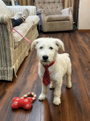 Golden Doodles         , Doodles picture 3