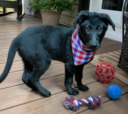 BLACK LAB LOVERS - PUPPY MALE picture 2