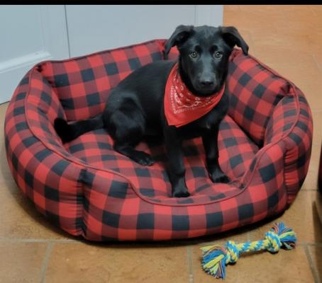 BLACK LAB LOVERS - PUPPY MALE picture 1