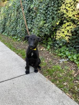 BLACK LAB LOVERS - PUPPY MALE picture 2
