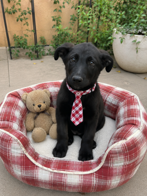 BLACK LAB LOVERS - PUPPY MALE picture 3