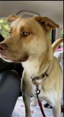 Golden lab, Golden lab picture 2