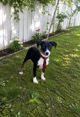 Border Collie, lab mix puppies picture 1