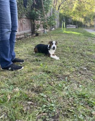 Border Collie, lab mix puppies picture 3
