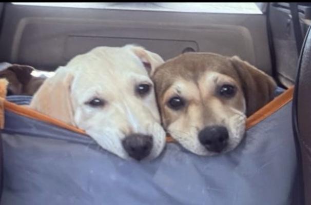 Banana - Golden Lab pup picture 3