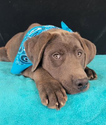 Easton aka Moose picture 2