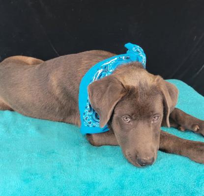 Easton aka Moose picture 3