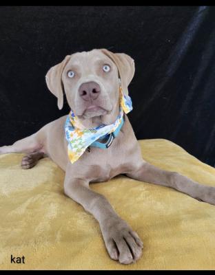 Silver lab, Silver labs picture 3