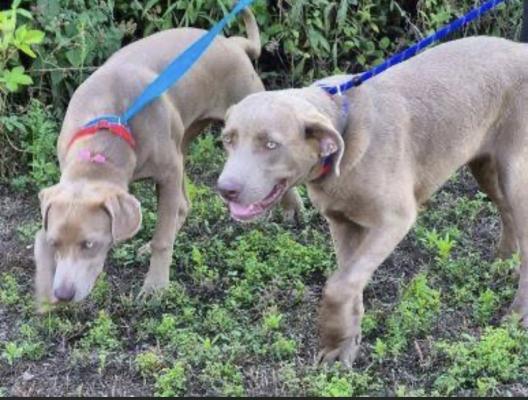 Silver lab, Silver labs picture 4