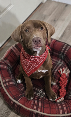 Chocolate lab mix picture 1
