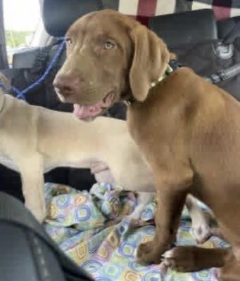 Chocolate lab mix picture 3