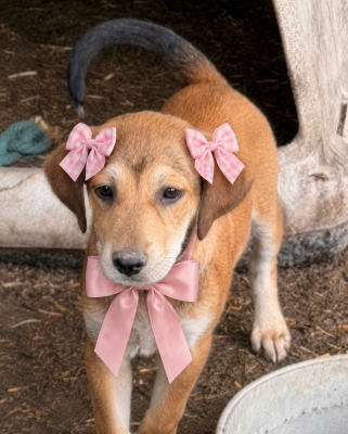 Golden lab mix pups picture 1