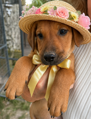 Golden lab mix pups picture 3