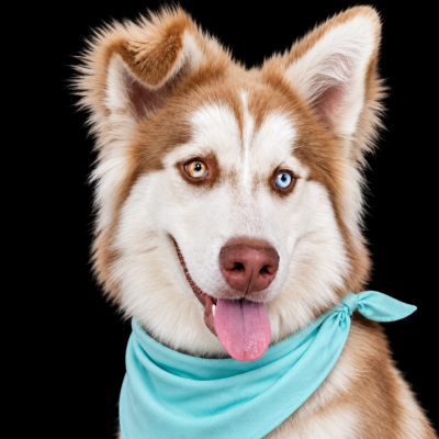 Whiskey Lee, stunning ,bright blue eyes picture 2