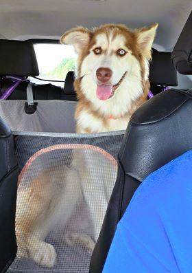 Husky, Husky picture 2