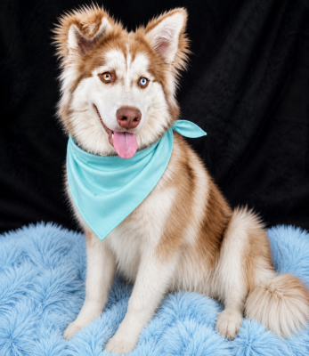 Husky, Husky picture 2