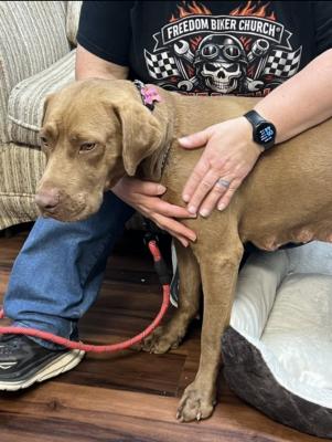 Chocolate lab mix picture 2