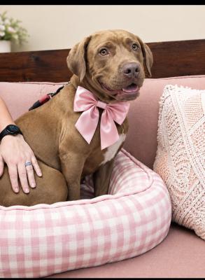 Chocolate lab mix picture 3