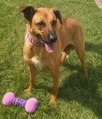 Golden Lab mix picture 1