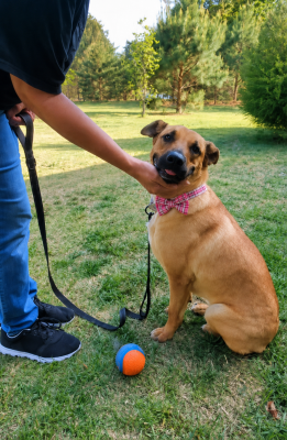 Golden Lab mixes picture 2