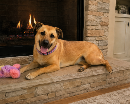 Golden Lab mixes picture 1