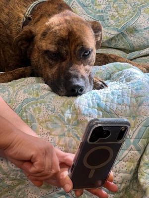Catahoula, Catahoula picture 1