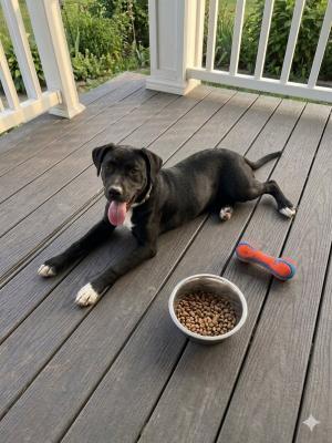 Black lab Border Collie mix pup picture 1