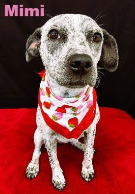 Mimi, only 34 lbs picture 4
