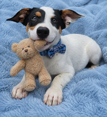 Vance - JackaBea designer puppy picture 2