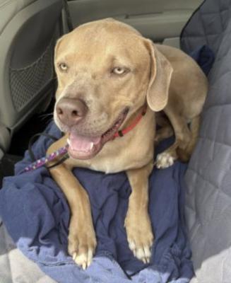 Golden lab males picture 4