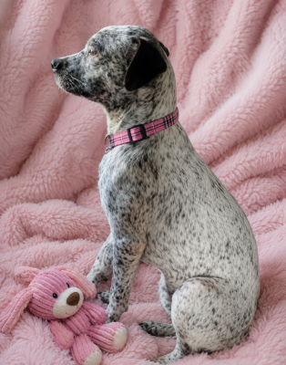 Brittany Spaniel mix picture 1