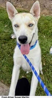 SIBERIAN HUSKY white BLUE EYES picture 2